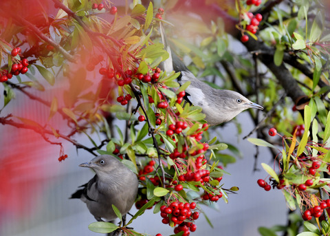 カラムクドリ1317