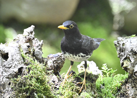 クロツグミ♂3667