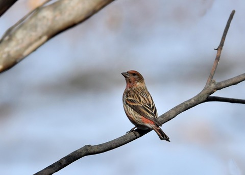 オオマシコ♀4670