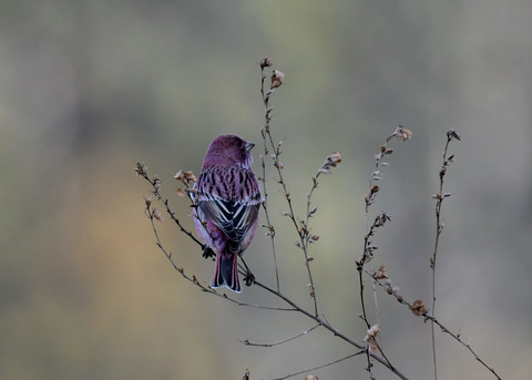 オオマシコ♂9035