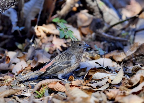 オオマシコ♀8925