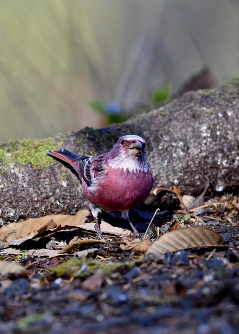 オオマシコ♂9220