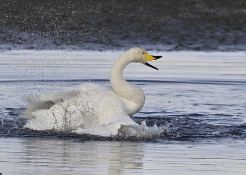 オオハクチョウ4071