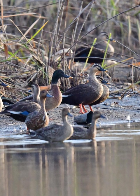 マガモのハイブリッド9583