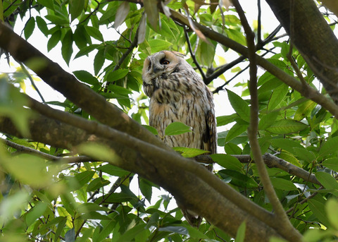 トラフズク♂2307