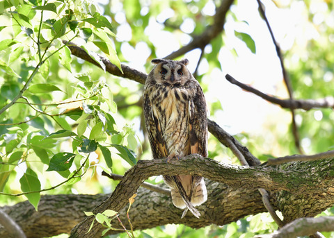 トラフズク♀6291