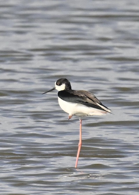 セイタカシギ♂3460