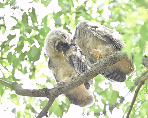 トラフズクの雛3556