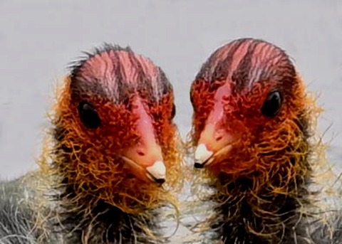 オオバンのヒナ0006