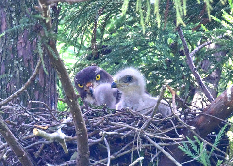サシバ♂とヒナ7316