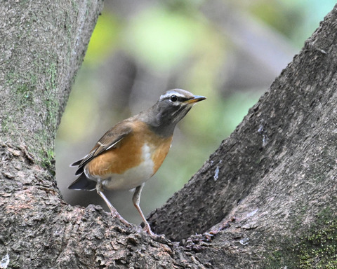 マミチャジナイ1130