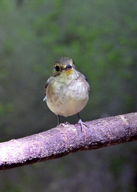 キビタキ♀5985