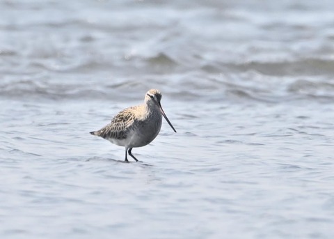 オオソリハシシギ6547