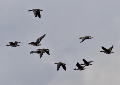 飛ぶ・マガン4264