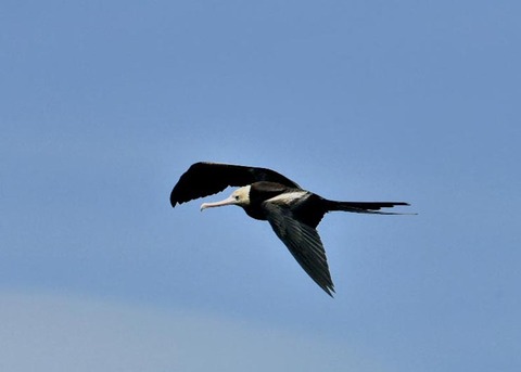 オオグンカンドリ0827