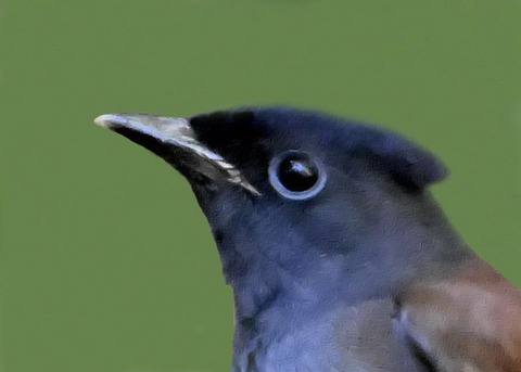 ｻﾝｺｳﾁｮｳ幼鳥0000-03