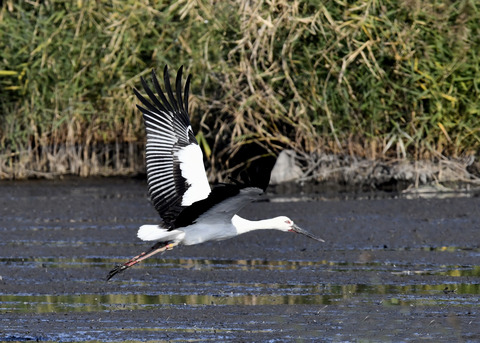 コウノトリ(J0189)6429