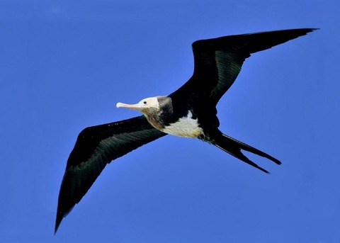 オオグンカンドリ0565-01