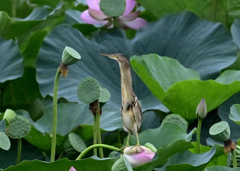 ヨシゴイ♀9425