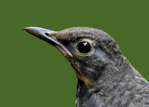 クロツグミ♂幼鳥0000