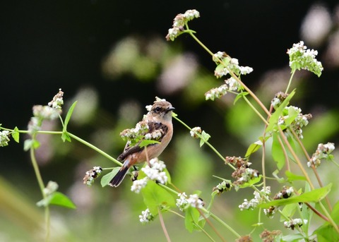 ノビタキ♀冬羽4019