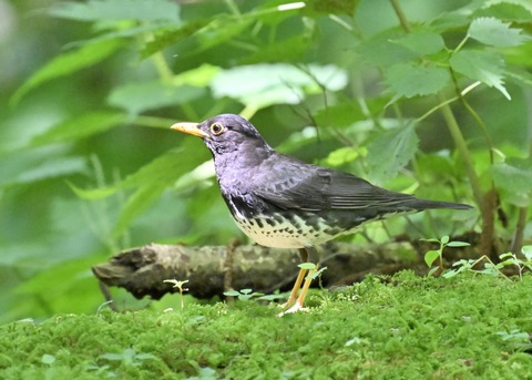 クロツグミ♂4235