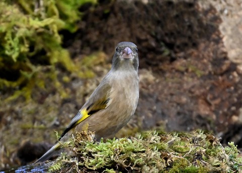 オオカワラヒワ7102