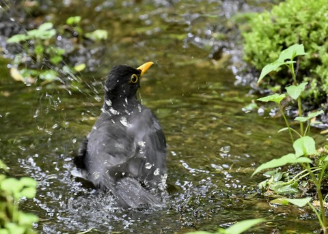 クロツグミ♂3491