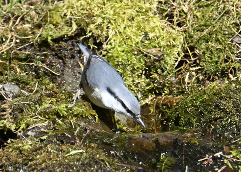 ゴジュウカラ7609