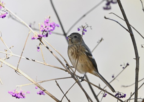 ベニマシコ♀0687