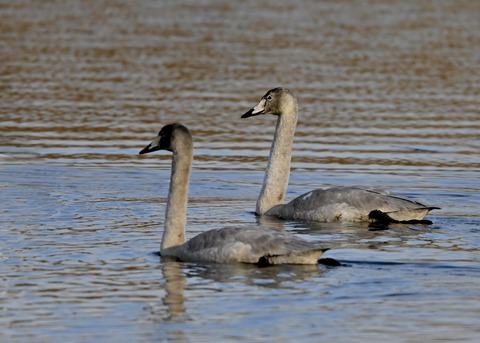 オオハクチョウ幼鳥9876