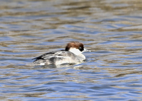 ミコアイサ♀5468