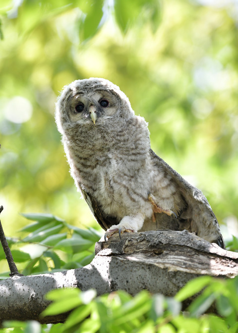 フクロウのヒナ1182