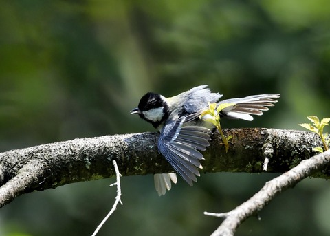 シジュウカラ0901