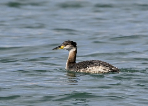 アカエリカイツブリ0648