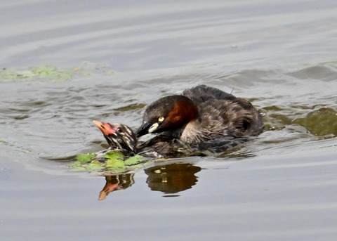 カイツブリ親子2963