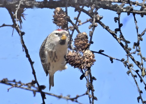 ベニヒワ♀5370