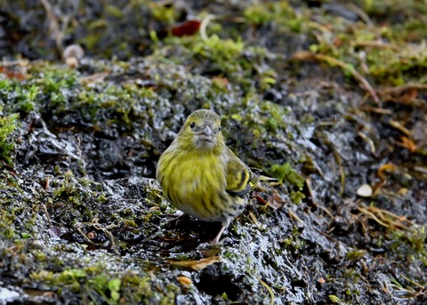 マヒワ♀0622