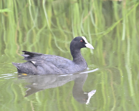 オオバンの水浴び7602