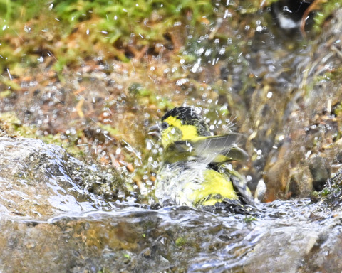 マヒワの水浴び9941