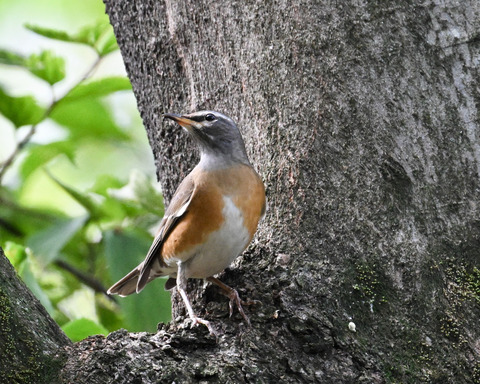 マミチャジナイ9888