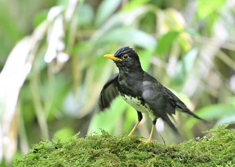 クロツグミ♂0301