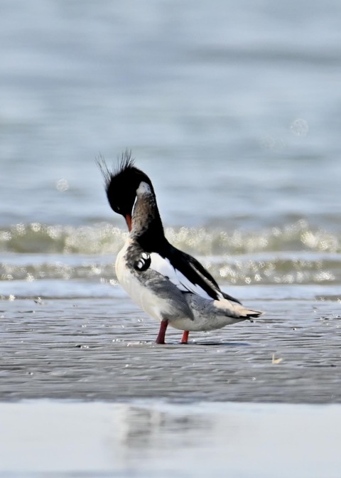 ウミアイサ♂6384