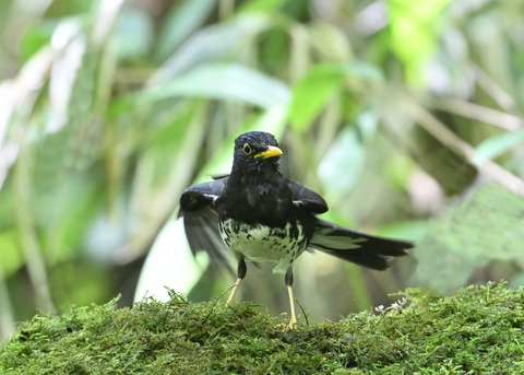 クロツグミ♂0341