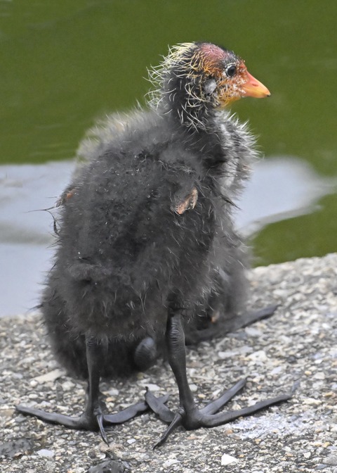 オオバンのヒナ1210