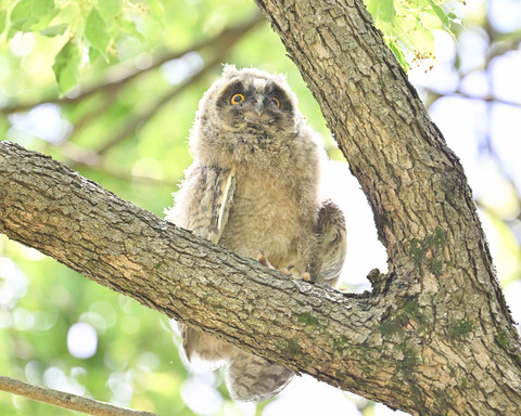 トラフズクの雛3889
