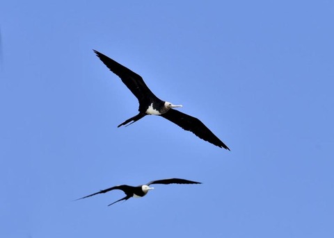 オオグンカンドリ8534