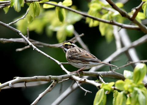 キマユホオジロ♀1659