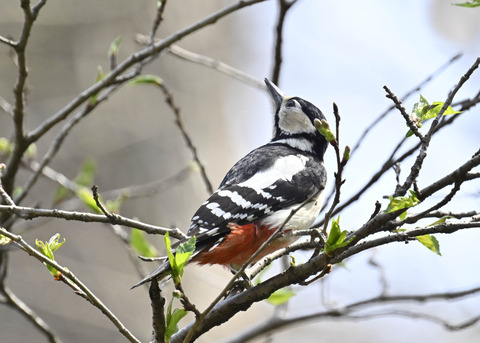 アカゲラ♀5374
