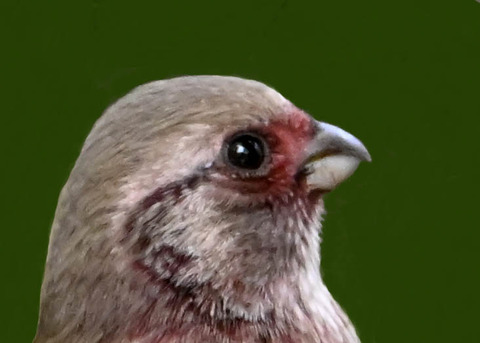 ベニマシコ♂6001